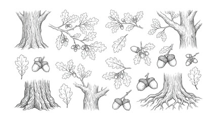 Vintage oak tree sketches and acorn illustrations, hand drawn botanical vector set, rustic forest foliage and wood bark textures for autumn design © HayeGareebi