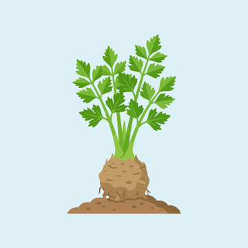 A fresh celeriac root vegetable grows in brown garden soil