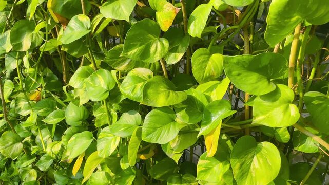 Epipremnum aureum plant growing in a garden setting, showcasing lush green foliage and natural tropical beauty outdoors.