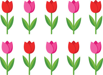 Obraz premium Colorful tulip flower collection with red and pink blossoms, spring botanical vector illustration set