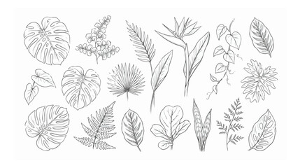 Minimalist tropical leaf line art collection, hand drawn botanical foliage vector set, elegant black and white monstera and palm leaf illustrations © HayeGareebi
