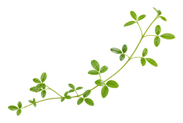 Obraz premium Fresh Green Leafy Branch Isolated on White Background.