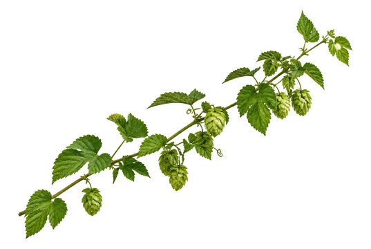 Fresh green hop branch with cones and leaves isolated on white background.