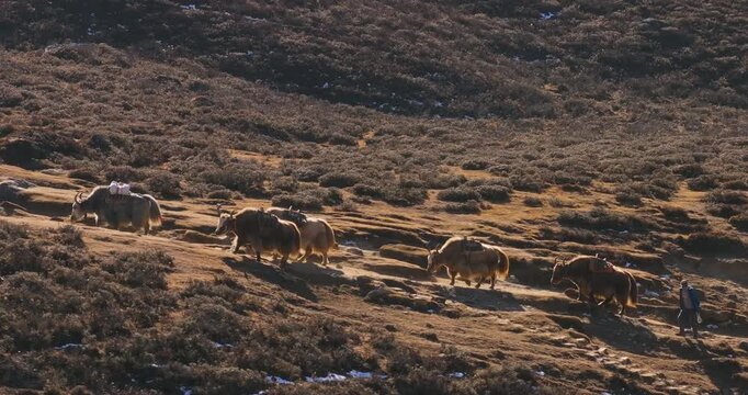 Everest region Nepal, lateral tracking shot focusing on a herd of yaks walking and grazing across green grass pastures on a steep mountain hill.