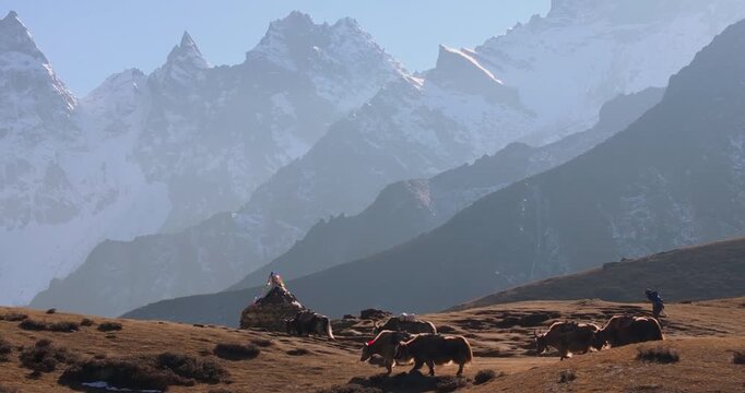 Everest region, Nepal, lateral tracking shot of a herd of yaks grazing on a hillside meadow in Dole village beneath the rugged snow-capped peaks of Mount Tawoche.