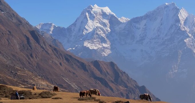 Everest region, Nepal, static aerial shot of a herd of yaks grazing on a hillside meadow in Dole village along the Khumbu trekking route beneath snow-capped Himalayan peaks.
