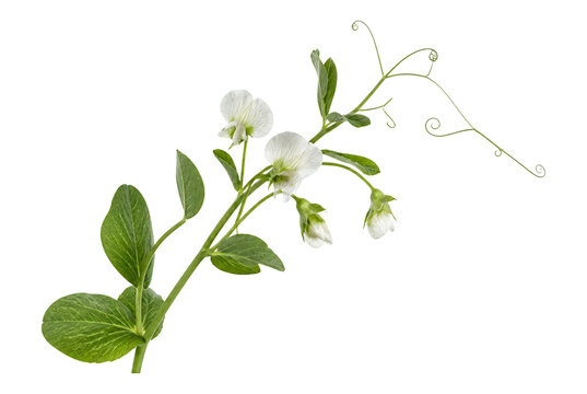 Fresh green pea plant with white flowers and tendrils isolated on white background.