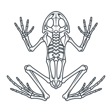 A detailed black and white frog skeleton line art illustration