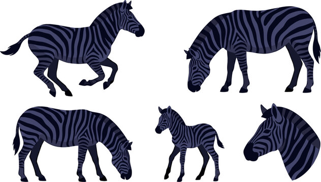 Flat Vector Cartoon Illustration Set Featuring Various Zebras with a Running Stallion Grazing Mare Small Foal and Detailed Zebra Head Profile