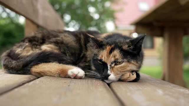 A captivating calico cat finds serene peace, gently resting its head on a weathered wooden bench outdoors. Sunlight bathes its colorful fur as it enjoys a quiet daytime nap.
