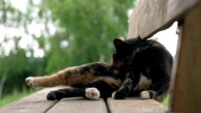 A beautiful calico cat meticulously grooms its fur, stretching a paw gracefully on a sun-kissed wooden bench outdoors.