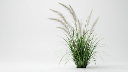 Fototapeta premium A lush green ornamental grass plant isolated on white background