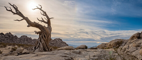 Fototapeta premium Solitary weathered dead tree skeleton illuminated by hazy desert sun amidst pale rocky landscape and dramatic cloudy sky
