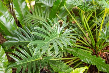 Green tropical foliage background with serrated leaves of exotic plant © Kwangmoozaa