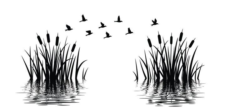 Silhouette of flying birds over reeds and water with reflection in black and white, high quality professional detailed modern elegant stylish clean crisp vector illustration, serene nature scene with 