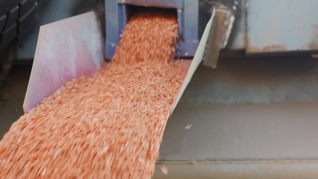 Close up of grain flowing from agricultural hopper during farm operation. Seed loading process for planting season using modern farming equipment.