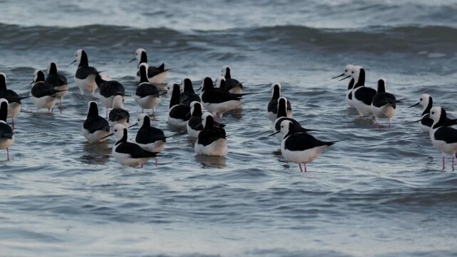 a tracking shot of a flock of pied stilts wading mudflats at oyster point in cleveland of qld, Australia
