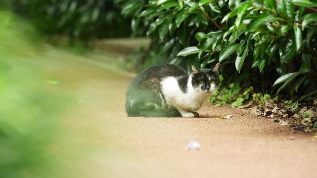 Tuxedo cat sitting beside green bushes on park path (4K25p)