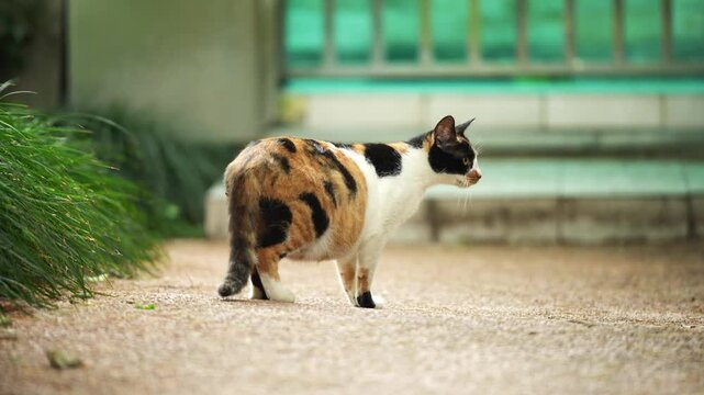 Calico cat walking on park path in Shanghai, China, looking back at camera and runs off (4K25p)