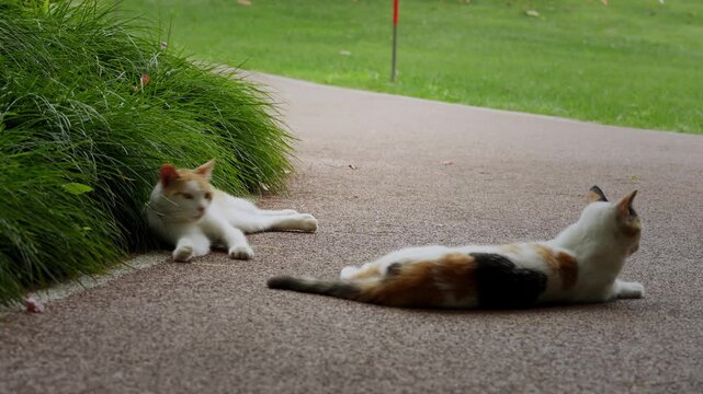 Ginger and calico cats resting on path in Shanghai Yanzhong Square Park (4K25p)