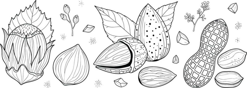 Nuts assortment vector set with hazelnut almond peanut whole and cracked seeds kernels leaves hand drawn sketch line art