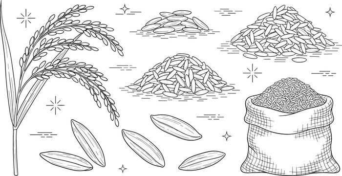 Rice plant stalk ears agriculture harvest set with burlap sack canvas bag full of grains vector line illustration