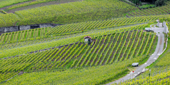 Terraced vineyard with rows of green grapevines