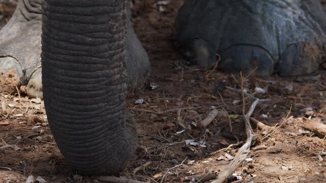 Close up shot of an Asian elephant trunk and feet moving on dry forest ground.