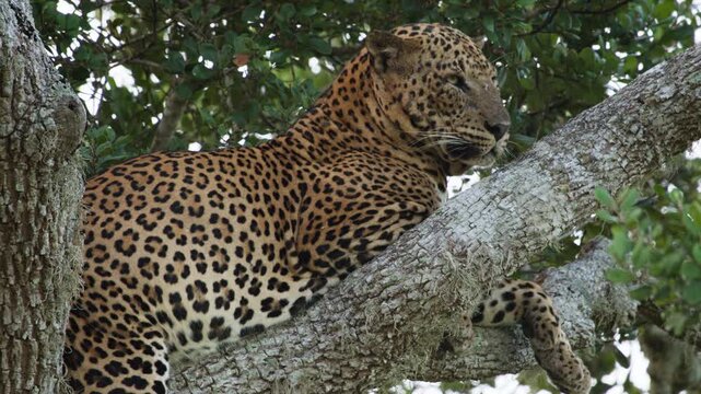 Sri Lankan leopard resting on a tree branch in tropical forest with clear body markings and natural behaviour.