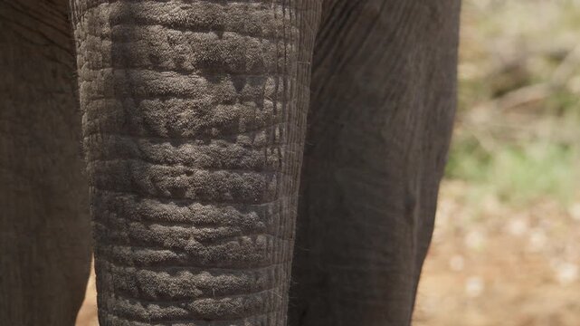 Close up shot of an Asian elephant trunk showing rough skin texture wrinkles and natural movement.