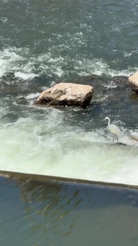 White heron stands in turbulent river water near a weir while waiting for fish in Oradea, Romania. Vertical wildlife footage.