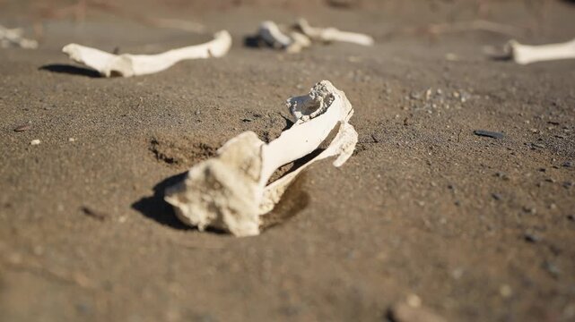 Weathered animal bones lie scattered across an arid Patagonian plain in Santa Cruz, Argentina, illustrating natural decomposition processes, skeletal remains and harsh dryland conditions, reveal shot