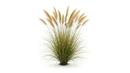Fototapeta premium Pampas Grass Plant Isolated on White Background