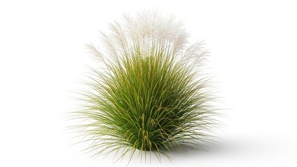 Obraz premium A fluffy Pampas Grass plant with tall white plumes and green leaves, isolated on a white background.