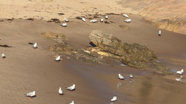 Flock of seagulls pecking at the sand as waves roll in at sunset in Australia 4k video footage