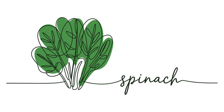 Continuous one line drawing Fresh green spinach vegetable drawing with cursive text label