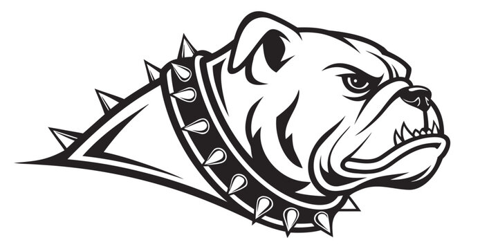 Fierce bulldog head vector illustration growling with exposed teeth and prominent spiked collar in black and white line art english bulldog design element aggressive dog illustration powerful