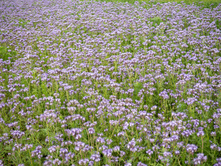 Obraz premium Blooming phacelia field with purple flowers in summer. Nectar rich crop attracting bees and pollinators, widely used in sustainable agriculture and organic farming.