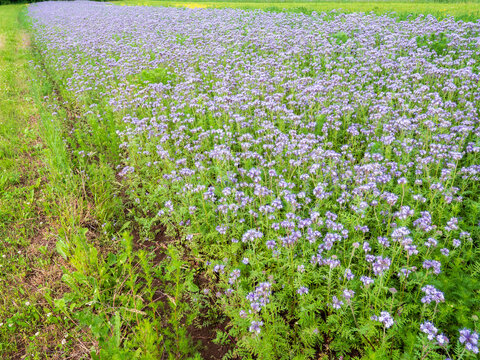 Blooming phacelia field bordering a green meadow in summer countryside. Purple flowers create a colorful agricultural landscape and support pollinators and biodiversity.