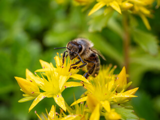 Macro close-up of a honey bee collecting nectar on bright yellow flowers. Detailed pollinator insect with shallow depth of field and natural green background. © Marek