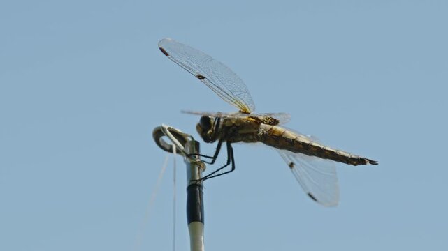  Dragonfly sitting on black fishing rod near blurred water background