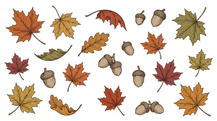 A collection of colorful autumn leaves and acorns scattered together. © Avra