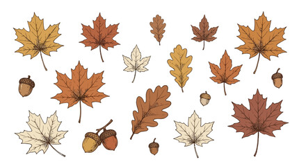 Autumn leaves and acorns are scattered on the forest floor in a natural landscape. © Avra
