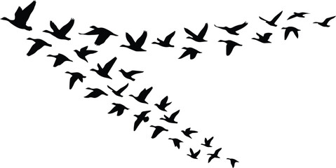 Flying birds flock silhouette, black geese or ducks in migration, vector graphic. Abstract animal group, freedom and journey concept, nature wildlife illustration. © Shanza
