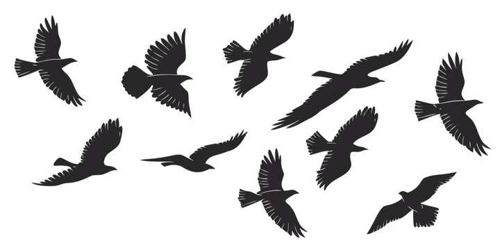 Set of black silhouettes of flying crows in different poses with silhouette wildlife isolated wingspan migration feathers movement illustration collection minimalist blackbird creature