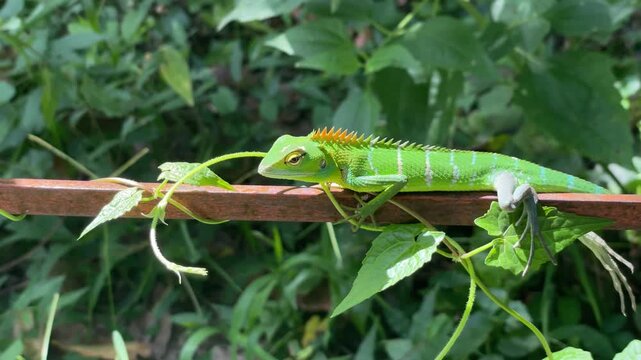 Green animal lizard resting naturally among wild vegetation, showcasing camouflage, tropical wildlife behavior, habitat details, and ecological beauty.