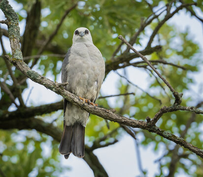 Mississippi Kite (Ictinia mississippiensis) perched on an oak tree branch in Texas summer.