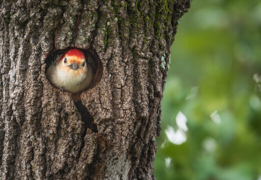 Red-bellied Woodpecker (Melanerpes carolinus) peeking out of its nest hole in Texas summer