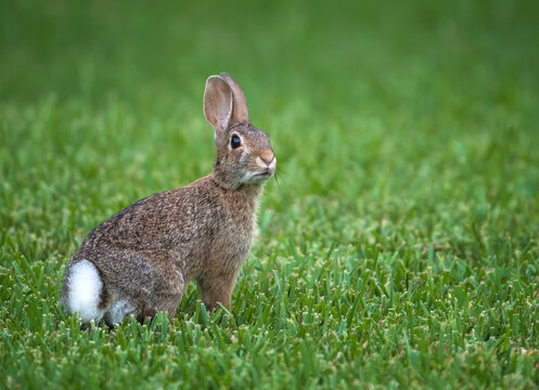 Cute Cottontail bunny rabbit sitting in the grass on a summer evening, showing off its white, fluffy tail. Natural green background with copy space.