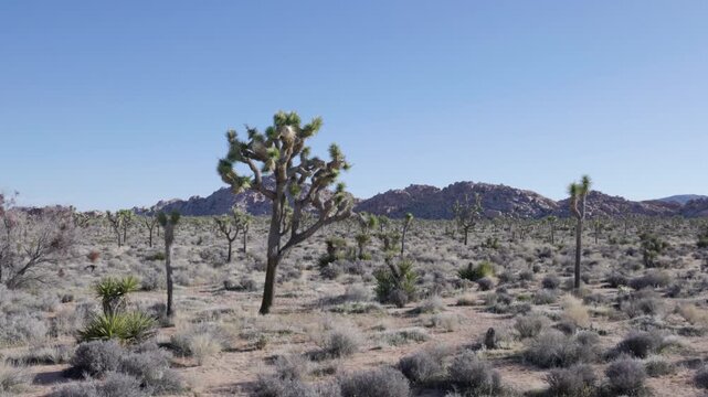 a panning clip of the desert on a spring morning at joshua tree national park in california, usa